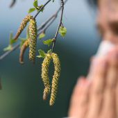 Beifuß-Pollen als Taxi für Bakterien