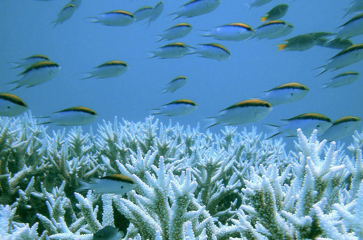 Das Great Barrier Reef leidet massiv unter Hitzestress. RTS