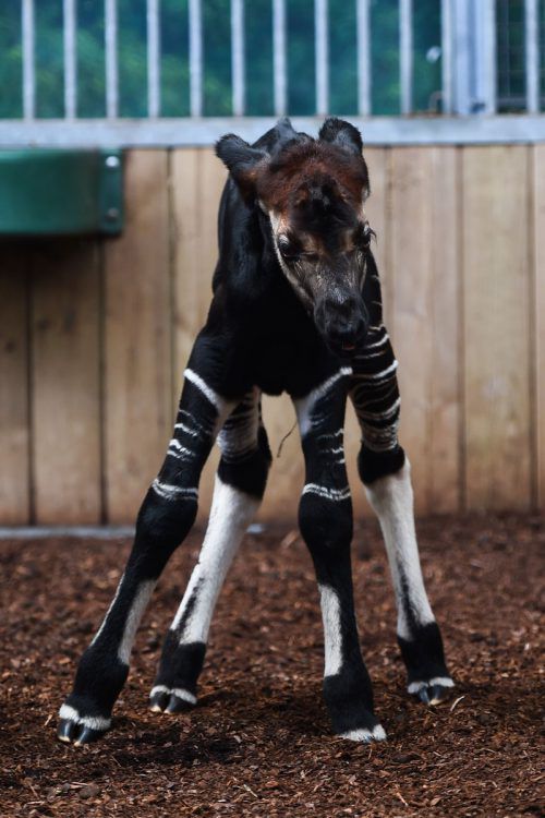 Das Okapi ist im Beauval Zoo in Saint-Aignan-sur-Cher zuhause.  AFP