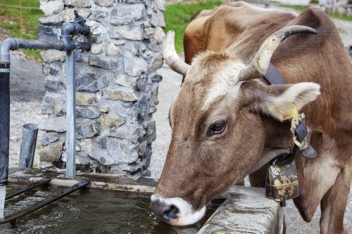 Die Wasserknappheit setzt der Alpwirtschaft zu. Für heuer rechnen die Verantwortlichen mit einem „negativen Betriebsergebnis“. Meznar