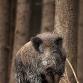 Ein Wildschwein kommt selten allein