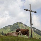 Frühes Ende des Alpsommers