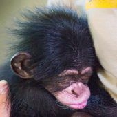 Tierisches Pflegekind