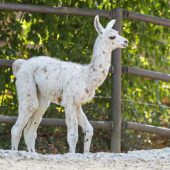 Knuffiger Liebling