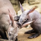 Kleines Erdferkel