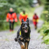 Die Retter mit der kalten Schnauze