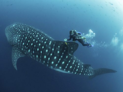 Forscher begleiteten Walhaie auf den Galapagos-Inseln über Wochen. APA