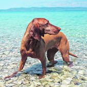 Badeurlaub mitVierbeinern
