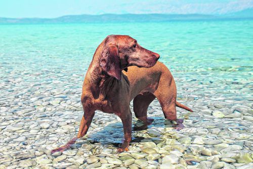 Hundebesitzer können ihren Liebling in Kroatien mit an den Strand nehmen.