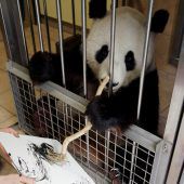 Panda Yang Yang ist eine Künstlerin