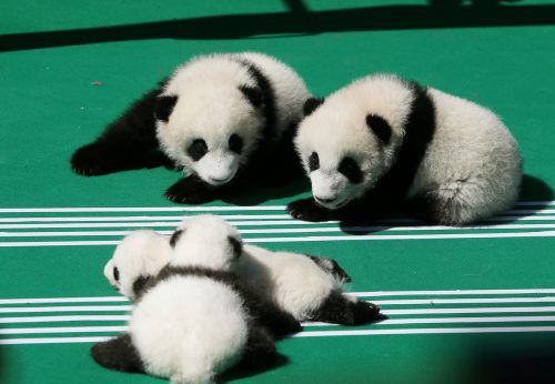 Am Freitag wurde der Panda-Nachwuchs der Presse vorgestellt. Reuters