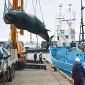 Japan prüft möglichen Austritt aus Walfangkommission