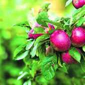 Frische Früchte aus dem eigenen Garten