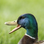 Auf großem Paddelfuß