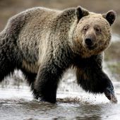 Grizzlybären im Yellowstone-Nationalpark wieder unter Schutz