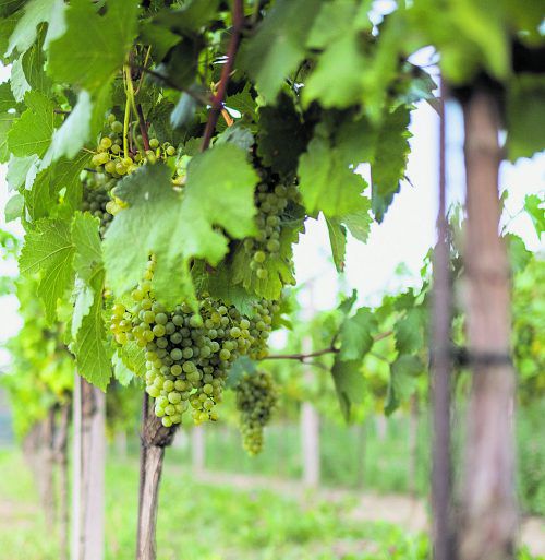 Die Wachau ist neben den Marillen auch berühmt für den guten Wein.