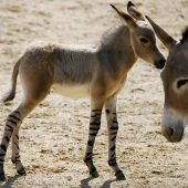 Kleiner Wildesel
