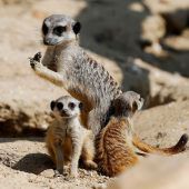 Possierliche Tierchen