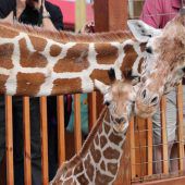 Kuschel-Giraffen