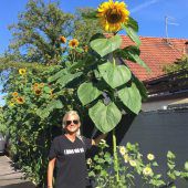 Der Sonne entgegen