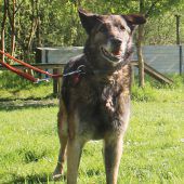 Neues Daheim für Hundesenioren