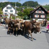 Galtvieh Alpabtrieb von der Hohen Kugel