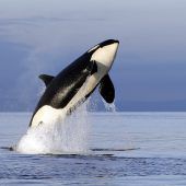 Orcas durch Umweltgift bedroht