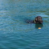 Hunde-Bade-Spaß in Unterer Au
