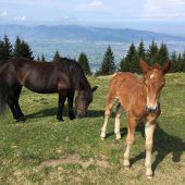 Tierischer Nachwuchs auf der Kugelalpe