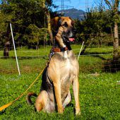 Date mit Ares, Bella, Nicki oder Gerda