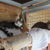 Großer Flohmarkt im Vorarlberger Tierschutzheim