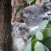 Nachwuchs im Koalahaus