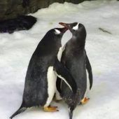 Elternglück für männliches Pinguinpärchen