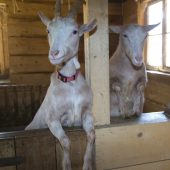 100 Tiere brauchen dringend Futter