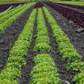 Naturschutzrat fordert Koordinationsstelle für Landwirte und Gastronomie