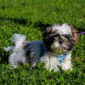 Hunde, Katze und ein Rattenweibchen