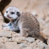 Scharren im Sand