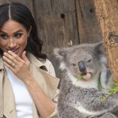 Koala Meghan