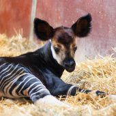 Starthilfe für Okapi