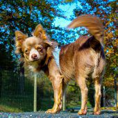 Zwei Hunde, ein Hamster und eine Haussammlung