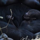 Zehntes Gorillababy