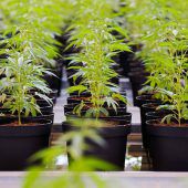 Kanadisches Unternehmen sucht Cannabis-Tester – Rücklauf enorm