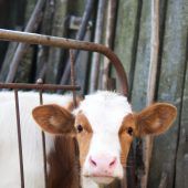 Wirbel um Schreiben zu Tiertransporten
