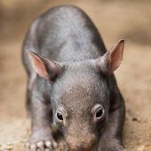 Warum die Hinterlassenschaft der Wombats würfelförmig ist