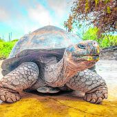 EinzigartigeRiesenschildkröten