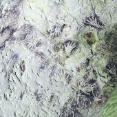 Das älteste Bild der Welt befindet sich in einer Höhle auf Borneo