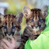 Zutrauliche Pumababys