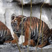 Trubel im Tigergehege