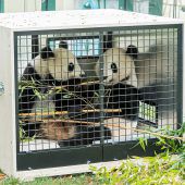 Abschied von Panda-Zwillingen