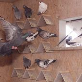 Mit Raubvogel und Eierschwindel gegen das Federvieh